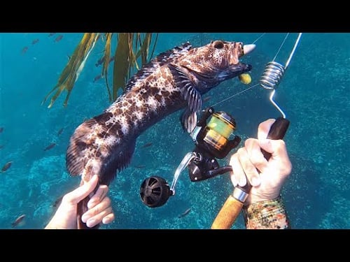 INCREDIBLE Underwater Fishing in CRYSTAL CLEAR WATER!