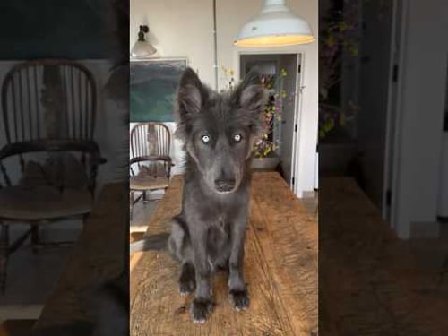 Cutest Blue Wolf Howl - #bluewolfdog #wolfhowling