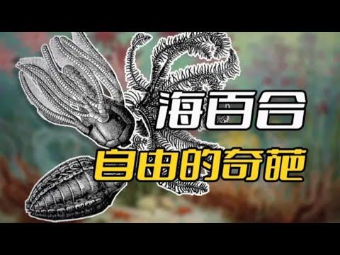 海百合:一朵自由的奇葩