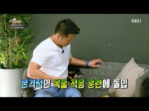 반려견이 가슴줄과 친해지는 방법!|반려견 기초 상식