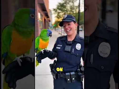 Parrot with a Golden Heart vs Regular Parrot Which Makes a Better Pet