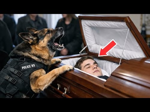 Police Dog Wouldn’t Stop Barking at an Officer’s Coffin — What They Found Next Shocked Everyone!