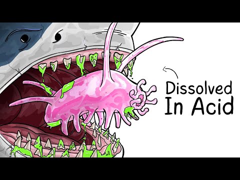 Why it Sucks To Be Born As a Sea Pig