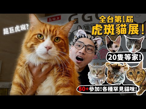 全台第一屆虎斑貓展!!80隻貓參加!超多罕見貓咪!20隻等家中!挪威森林跟緬因貓怎麼分?豹貓跟獨眼貓?【許伯簡芝】