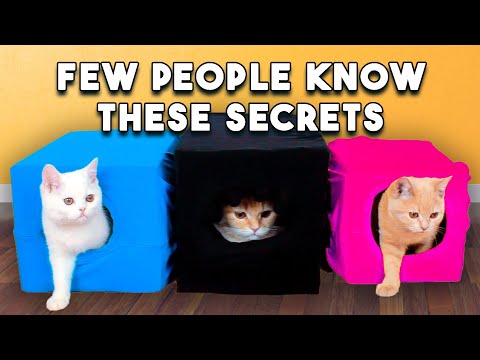 How Did I Live Without Knowing These Cat Life Hacks? 16 Amazing Ideas