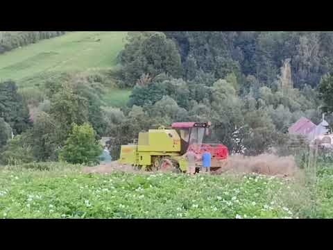 Жнива на прикарпатті