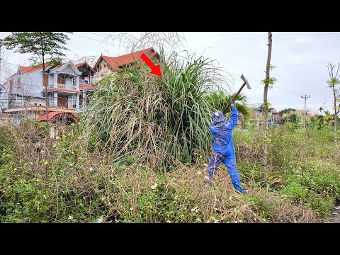 In Front of Beautiful Houses, How can There be An Abandoned Sidewalk Overgrown with Grass?