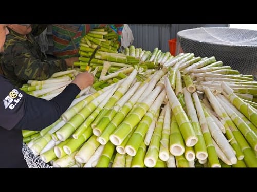 Fresh Bamboo Shoot Processing! Preserved Cabbage Mass Production.Taiwan Food Collection (桂竹筍、高麗菜乾生產)