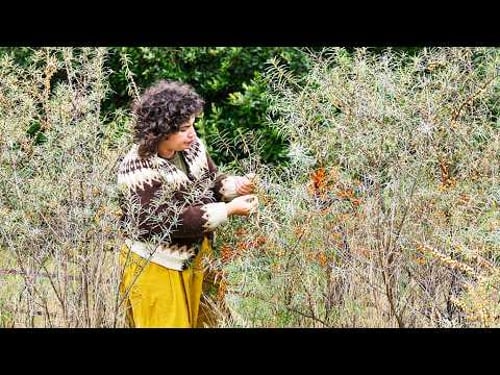 What to forage in October: Wild foods to find this month | Country Living UK