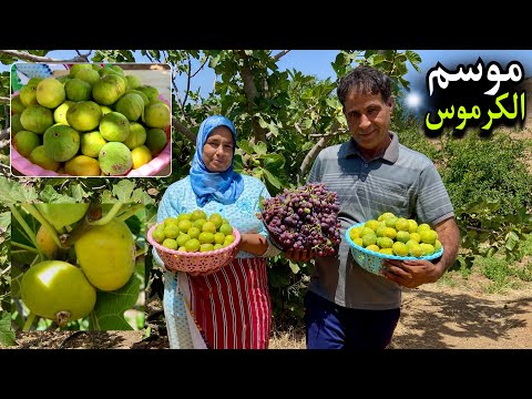 جني فاكهة الكرموس و تحضير زامبو جبلي بمواد طبيعية