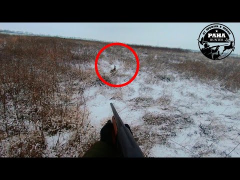 Охота на зайца по ПЕРВОМУ СНЕГУ. ЗАЯЦ ПОДНЯЛСЯ ИЗ ПОД НОГ. Самая УДАЧНАЯ охота сезона 2021-2022.