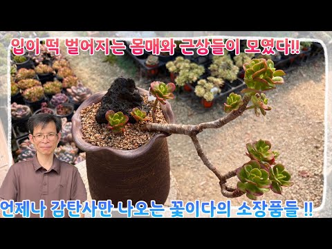 입이 떡 벌어지는 몸매와 근상들이 다 모였다 !! 언제나 감탄사만 나오는 꽃이다의 소장품 분갈이 !! 안보면 후회할 분갈이 구경오세요 ~!