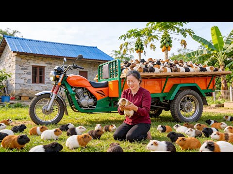 Harvesting Giant Guinea Pigs to Market Sell - Buy New 3-Wheeled Truck | Đào Daily Farm