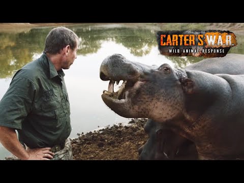 Why Do These People Fear Hippos? | Carter's WAR
