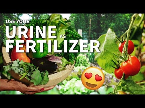 Using Your Own Urine as Fertilizer