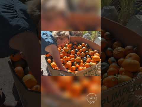 Charlie Brown Pumpkins The Cutest Fall Finds! #garden #gardendelight #gardendesign