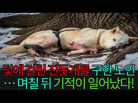 산기슭에서 혼자 살던 노인이 덫에 걸린 떠돌이 진돗개를 구했다… 며칠 후, 마치 기적 같은 일이 일어났다!