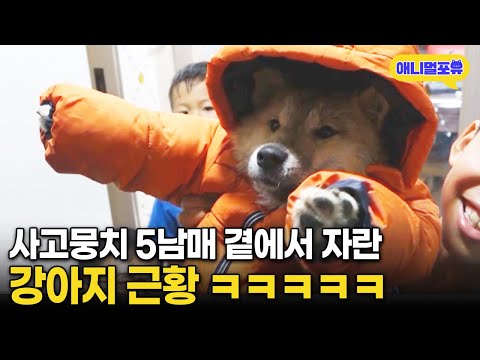 사고뭉치 5남매가 강아지 키우면 생기는 일 I KBS 동물극장 단짝 220204 방송