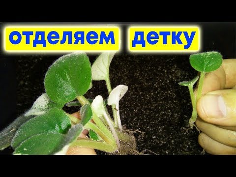 Самый ПРАВИЛЬНЫЙ СПОСОБ КАК ОТДЕЛИТЬ ДЕТКУ ФИАЛКИ ОТ ЛИСТИКА! ВСЕ НУЖНОЕ В ЭТОМ ВИДЕО!