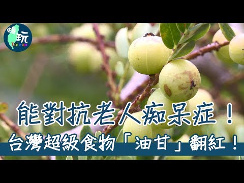 【嗨玩台灣】對抗老人痴呆症!台灣超級食物「油甘」大翻紅!