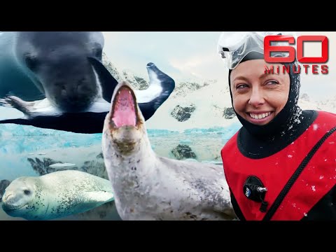 Risky encounter with Antarctica's Leopard Seals | 60 Minutes Australia