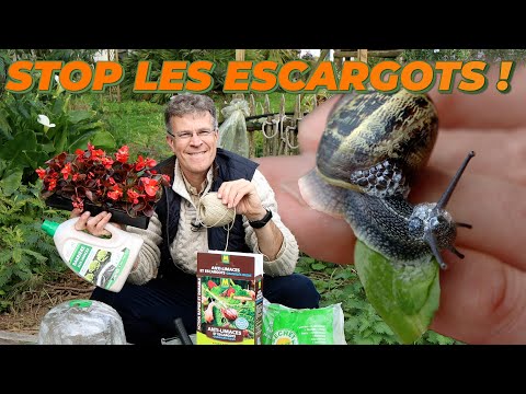 LES SOLUTIONS NATURELLES FACE AUX ESCARGOTS - Que Faire Dans Mon Jardin ? Semaine 15