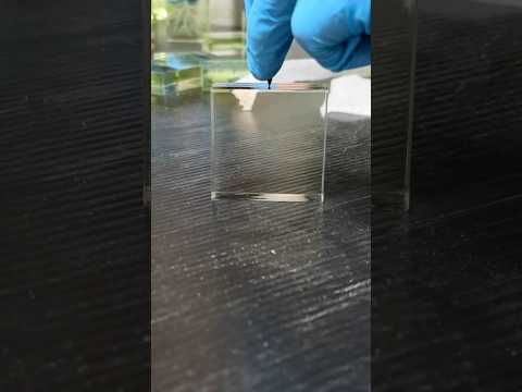 The slightest tap will set it off… #cool #experiment #science #weirdstuff #physics