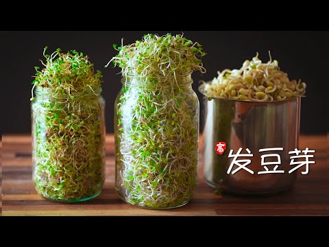 发豆芽 (瓶装法) Sprouting in a Jar
