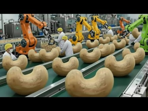 How 50 Tons of Toxic Cashews Are Processed Daily - Dangerous Agriculture