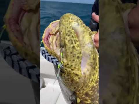 When you’re hoping it’s a Black Grouper 🥲 #shorts #fishing #ocean