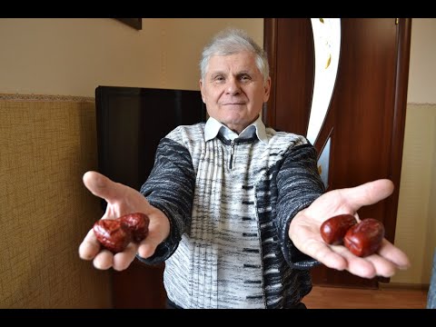 Growing Jujube (Ziziphus) from Seed