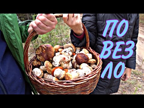 Thank God we picked some mushrooms!