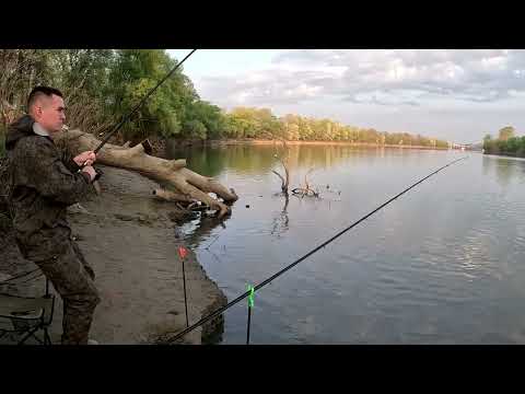 САЗАН РВЁТ СНАСТЬ!РЫБАЛКА НА КУБАНИ!#рыбалка #рыбак #охота #охота2023 #fishing #fish #