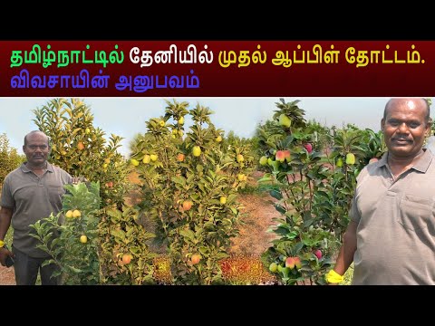 தமிழ்நாட்டில் தேனியில் முதல் ஆப்பிள் தோட்டம் விவசாயின் அனுபவம், Apple Cultivation in Tamilnadu
