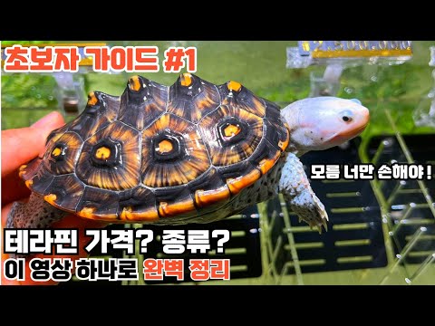 Diamondback terrapins have been breeding for seven years. A complete list of terrapin prices and ...