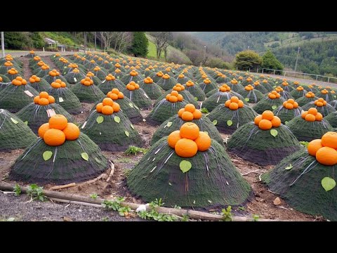 10 Fazendas Mais Estranhas e Fascinantes do Nosso Planeta