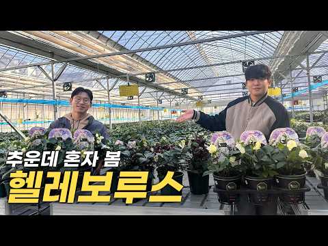 Want to see flowers in winter? Try planting this plant!