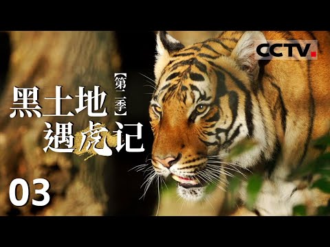 《黑土地遇虎记》第二季 03 无意间与东北虎的狭路相逢 让任林举的采风之旅前途未卜【CCTV纪录】
