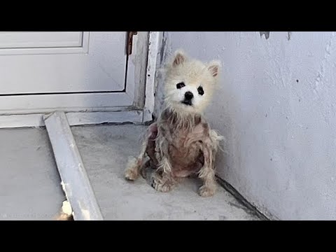 Despised for His Appearance and Lost His Family–but What Happened Next Shocked Everyone