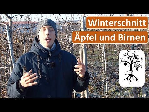 Obstgarten im Januar - Winterschnitt bei Kernobst, Kräuselkrankheit vorbeugen, Wildverbiss