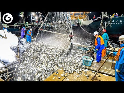 AMAZING Sardine Process: Harvesting & Canning a Multi-Million Dollar Industry
