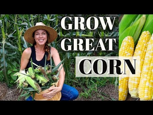 9 Tips for Growing Corn at Home π½π½π½