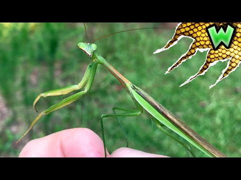 How to Catch a Praying Mantis IN YOUR BACKYARD!
