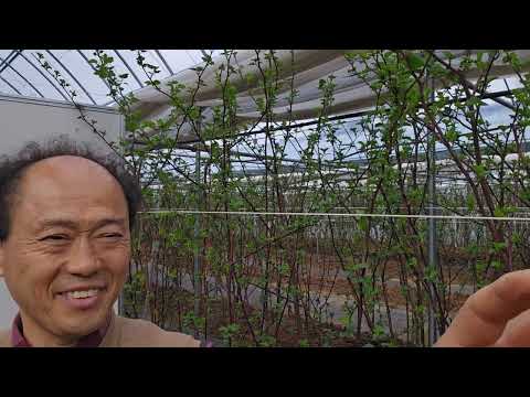 황금알농법 산딸기