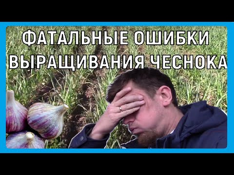 ФАТАЛЬНЫЕ ОШИБКИ ВЫРАЩИВАНИЯ ЧЕСНОКА