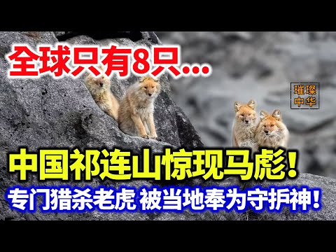全球只有8只...中国祁连山惊现马彪!敢和老虎叫板 被当地奉为守护神!#璀璨中华 #中国新闻 #最新消息 #奇闻异事 #猛兽 #中国智慧