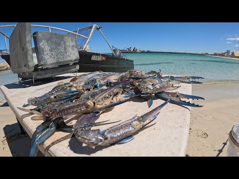 Crabbing for Blue Crabs, Squid fishing the shallows, Setting a Cray Pot and an epic lunch on shore