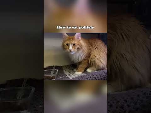 How to eat politely #mainecoon #cat #tablemanners