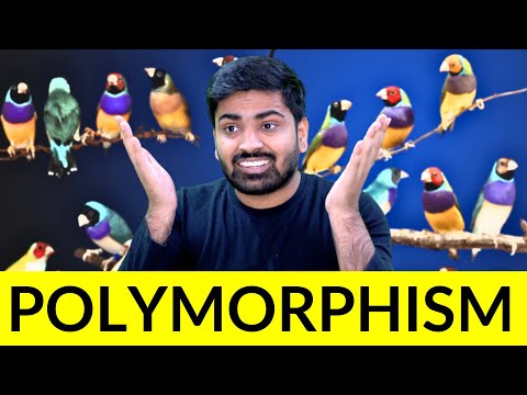 Java Polymorphism | The Most Misunderstood Concept in Programming | Java Mastery - 12