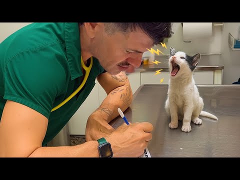 Cats Who Interrupt Their Own Vet Checkups 🤣 Funniest Cat Reactions!